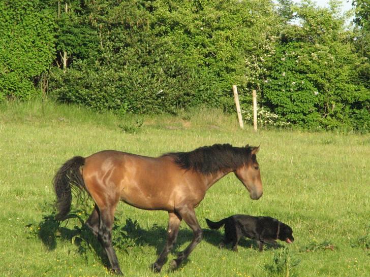 Anden særlig race Ramonas Dodo - Juni 2008. Dodo, Daisy billede 14