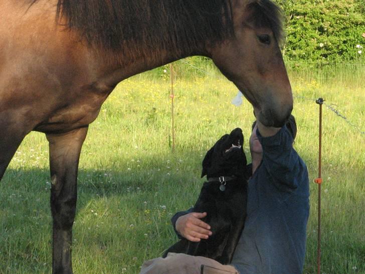 Anden særlig race Ramonas Dodo - Juni 2008 billede 15