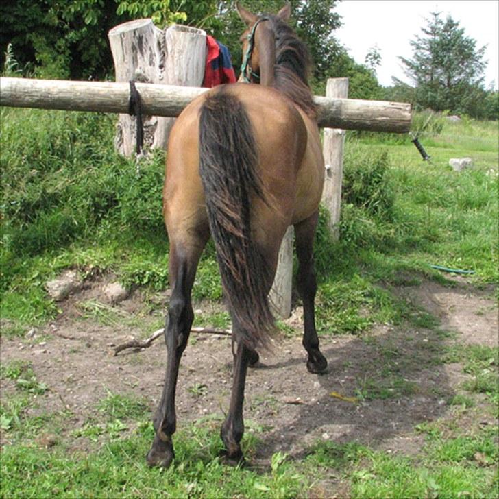 Anden særlig race Ramonas Dodo - Juli 2008 billede 16
