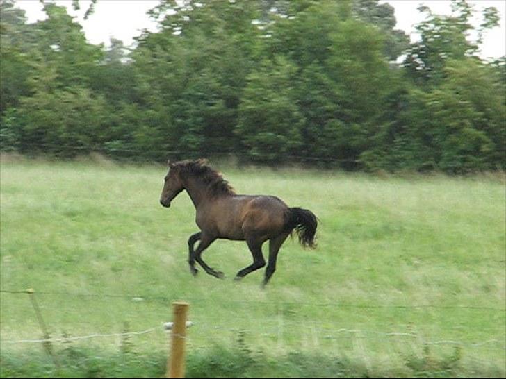 Anden særlig race Ramonas Dodo - August 2008 billede 17