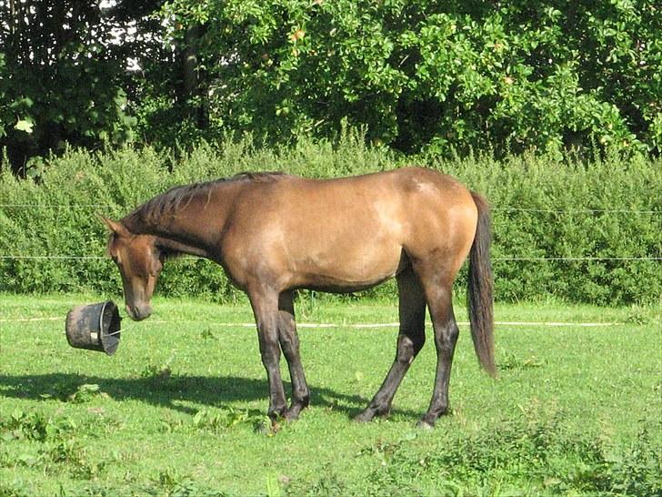 Anden særlig race Ramonas Dodo - August 2008 billede 18
