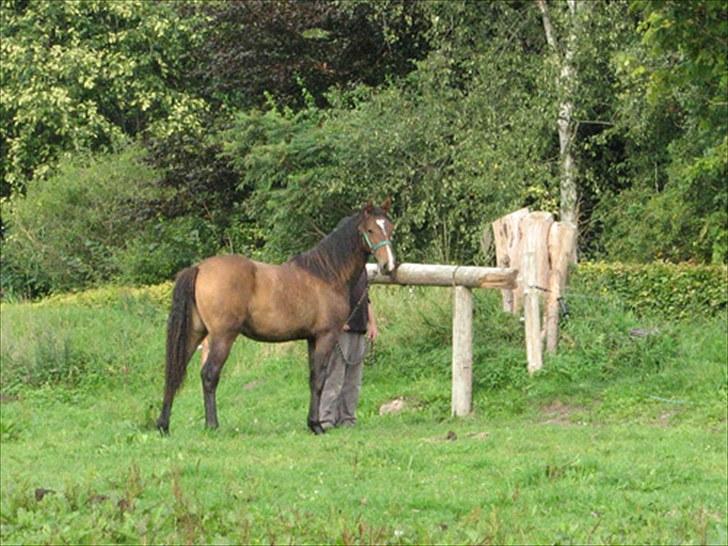 Anden særlig race Ramonas Dodo - August 2008 billede 19