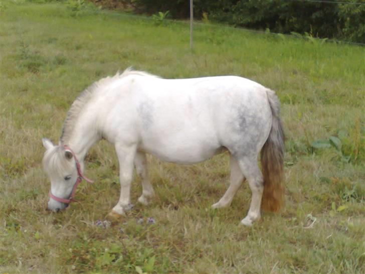 Anden særlig race Cirkeline - SOLGT billede 1