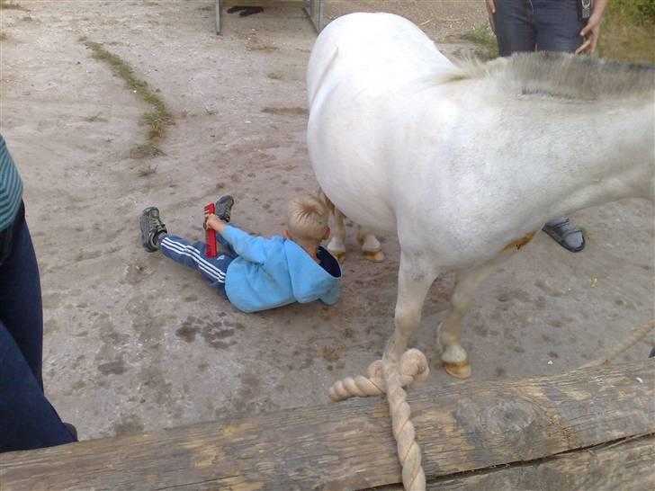 Anden særlig race Cirkeline - SOLGT billede 2