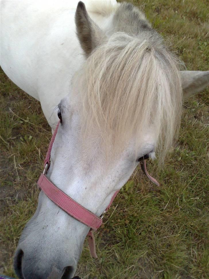 Anden særlig race Cirkeline - SOLGT billede 3