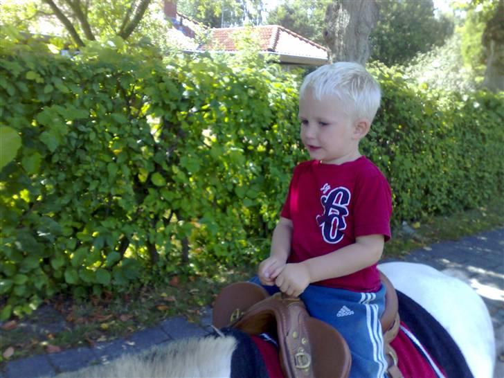 Anden særlig race Cirkeline - SOLGT billede 4