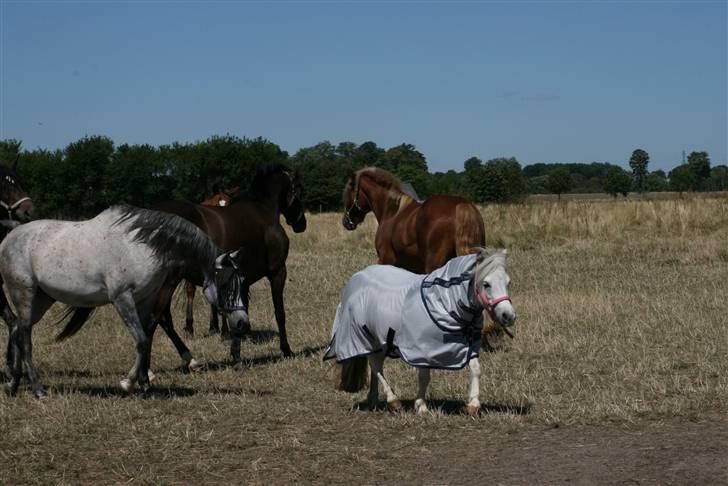 Anden særlig race Cirkeline - SOLGT billede 5