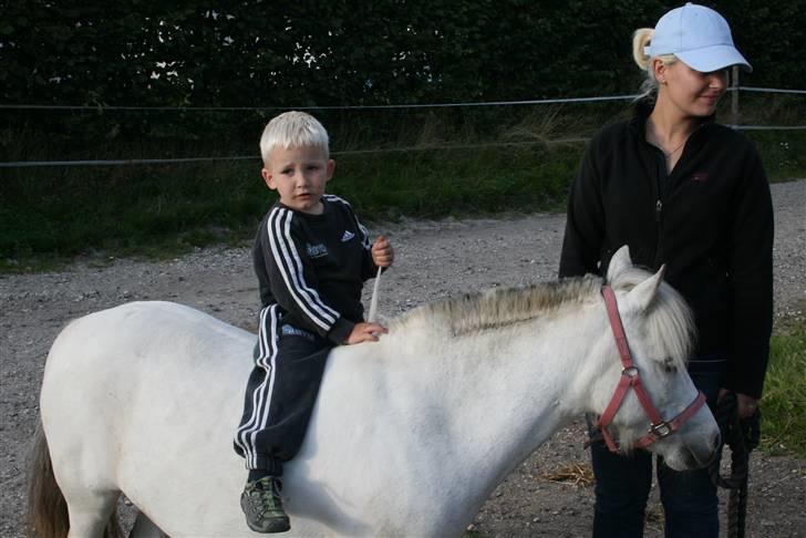 Anden særlig race Cirkeline - SOLGT billede 6