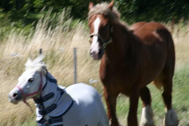 Anden særlig race Cirkeline - SOLGT billede 7