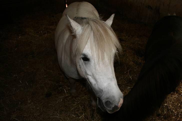 Anden særlig race Cirkeline - SOLGT billede 8