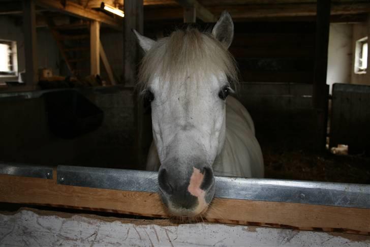 Anden særlig race Cirkeline - SOLGT billede 9