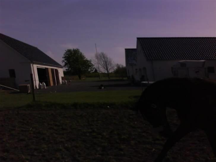 Anden særlig race Delight - aften hop billede 14