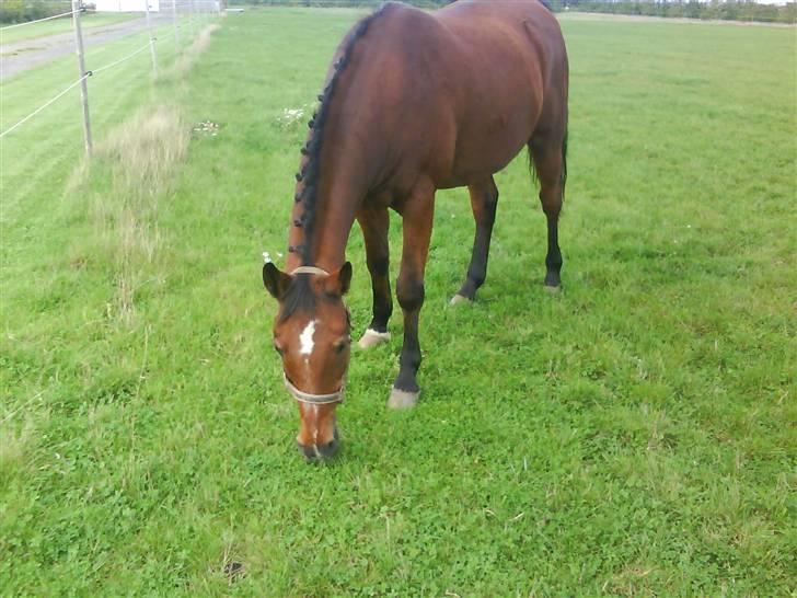 Anden særlig race Delight - på græs efter et godt stævne (: billede 15