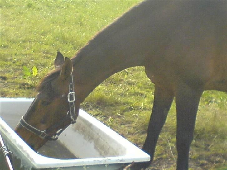 Holstener Piegalle - Kalle der drikker... billede 6