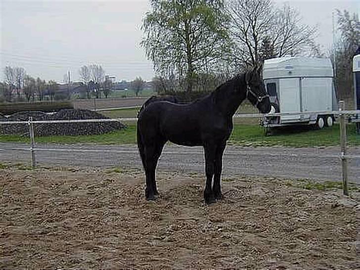 Frieser Hambrugs Othello - <3 billede 2