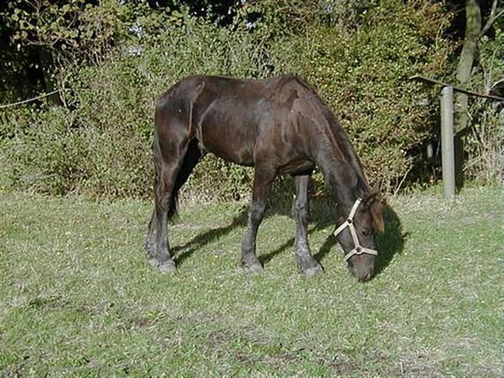 Frieser Hambrugs Othello - <3 billede 3