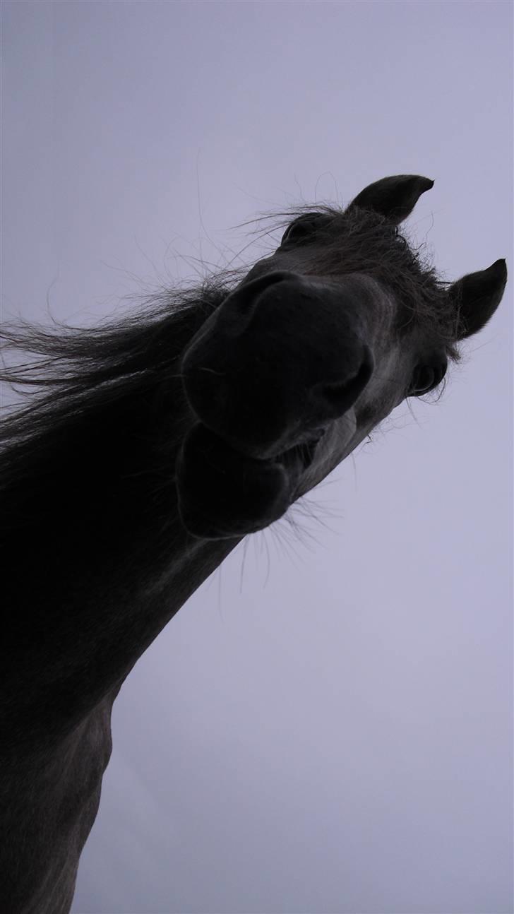 Sportsaraber (A) Makong The King R.I.P - - Halløøj :D billede 3