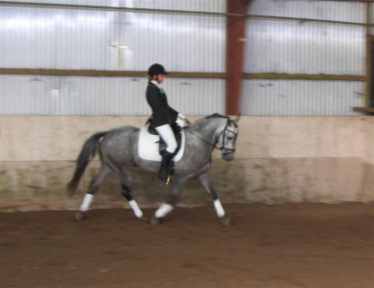 Sportsaraber (A) Makong The King R.I.P - Til stævne i Grindsted :) billede 4