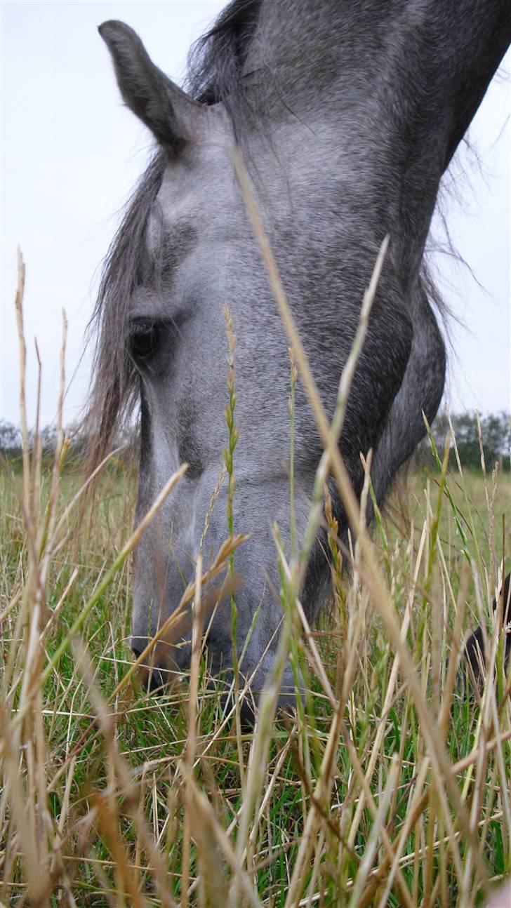 Sportsaraber (A) Makong The King R.I.P - Makong på marken (: billede 6