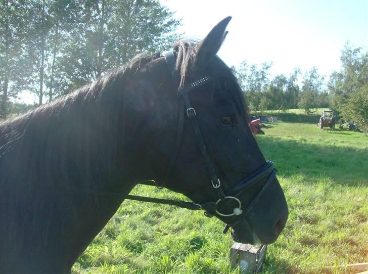 Traver In Ger Solgt - Smuk:) billede 18