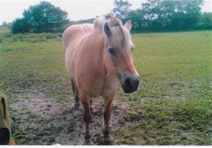 Fjordhest Robin billede 1