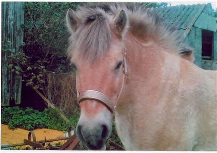 Fjordhest Robin billede 2