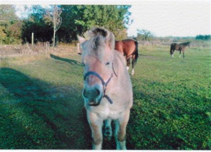 Fjordhest Robin billede 3