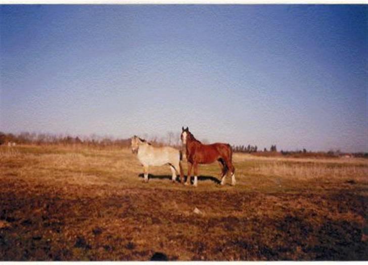 Fjordhest Robin billede 4