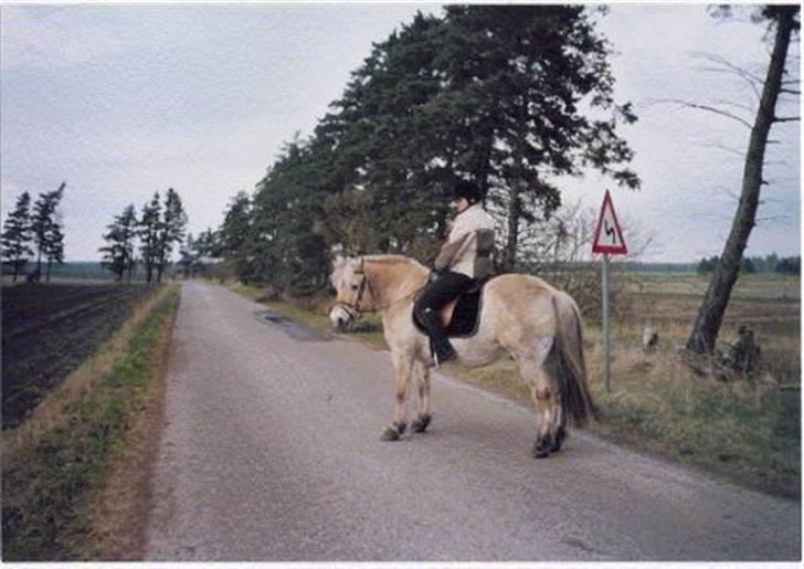 Fjordhest Robin billede 5