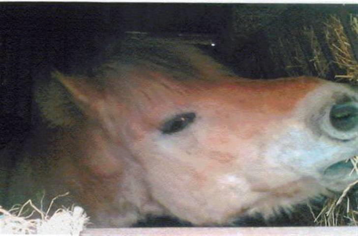 Fjordhest Robin billede 6