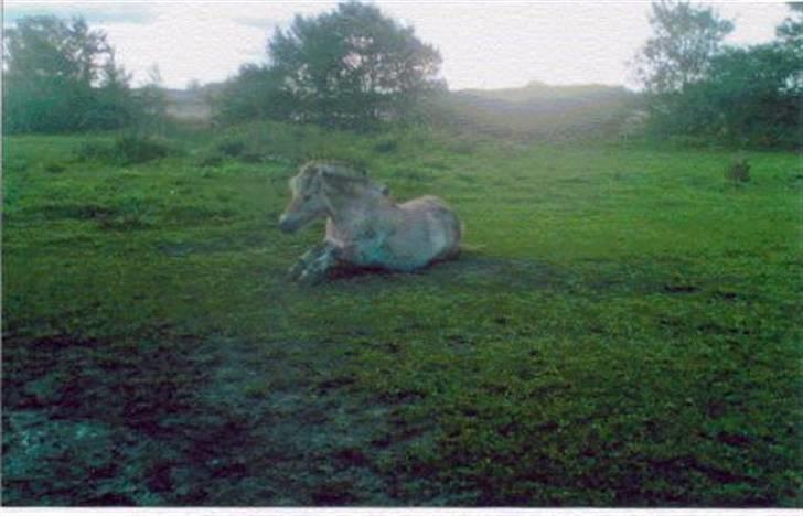 Fjordhest Robin billede 7