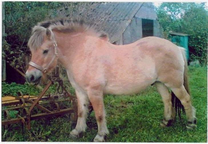 Fjordhest Robin billede 8
