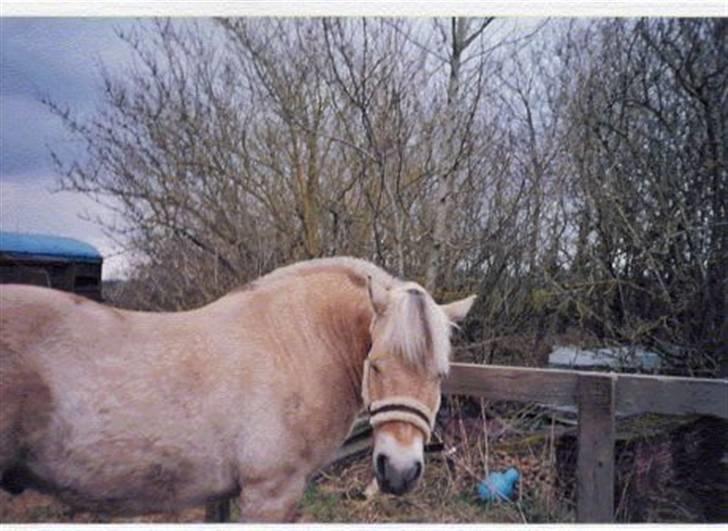 Fjordhest Robin billede 9