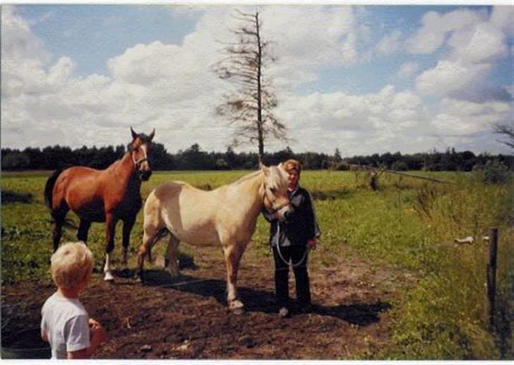 Fjordhest Robin billede 10