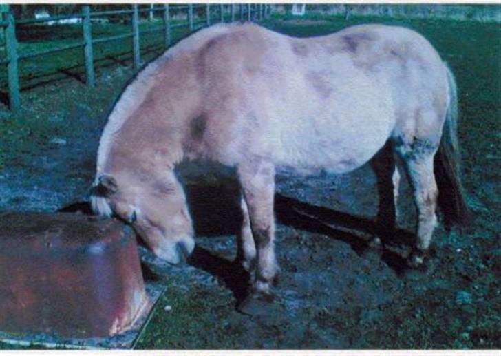 Fjordhest Robin billede 11