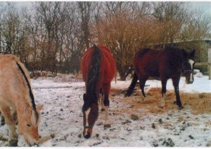 Fjordhest Robin billede 12