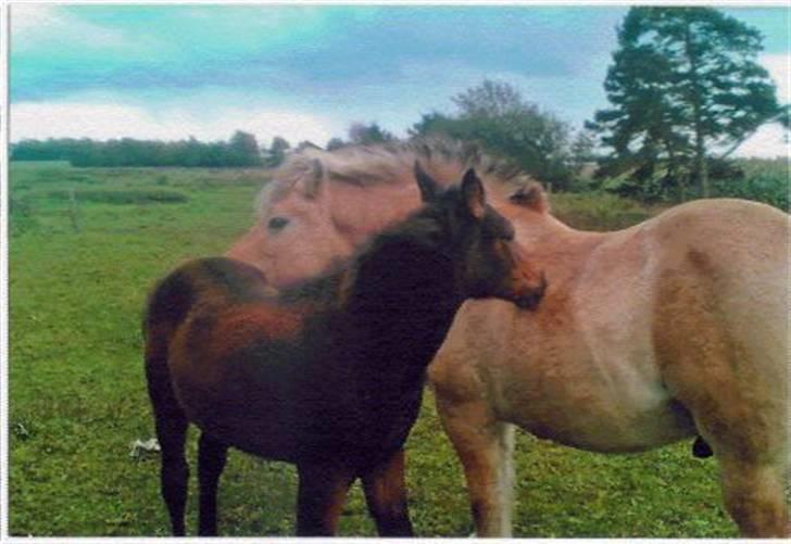 Fjordhest Robin billede 13