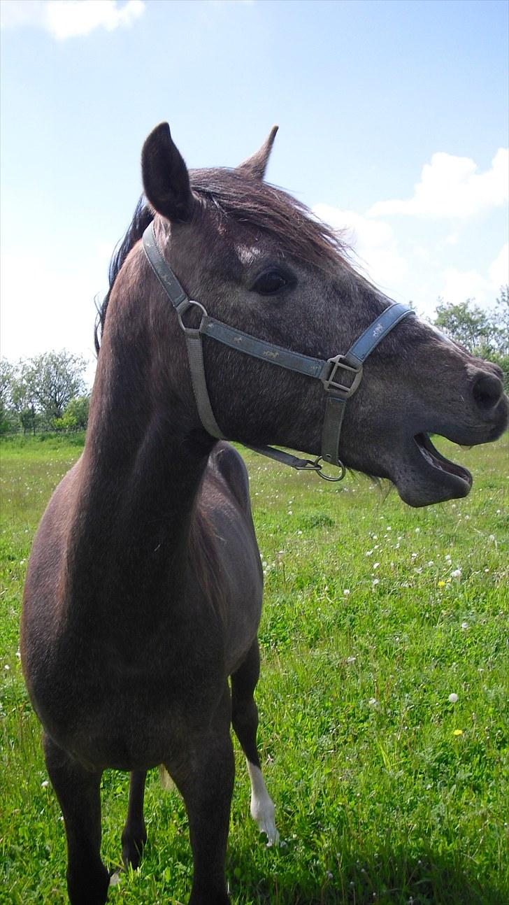 Sportsaraber (A) Matchless Fairytail - Et styks 2½-års ungt træt kød :-) billede 18