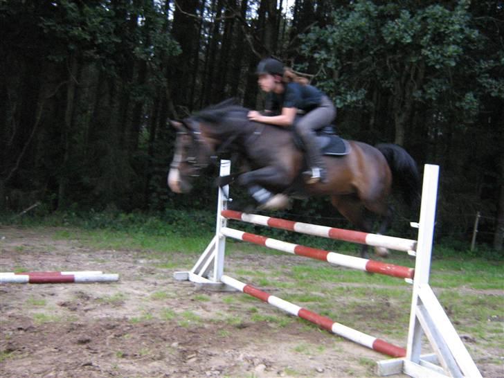 New Forest Dona - taget i 2007. vi er lige ude at springe et par spring. billede 1