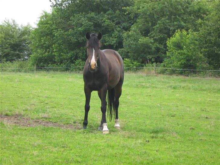 New Forest Dona - sidst på sommeren i 2007. :) billede 2