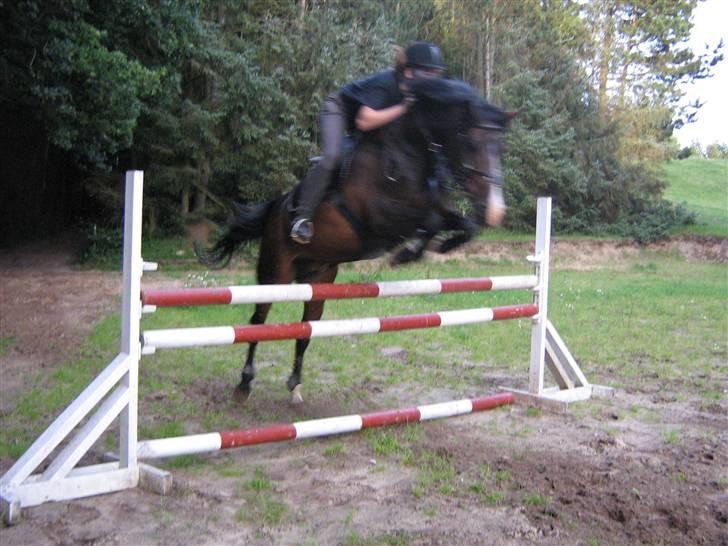 New Forest Dona - taget i 2007. billede 3