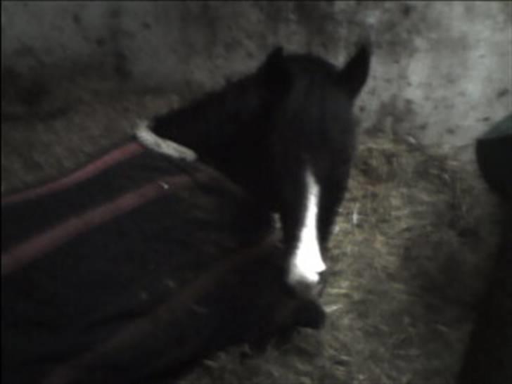 New Forest Dona - her er hun lige blevet lidt træt i benene. :) billede 4