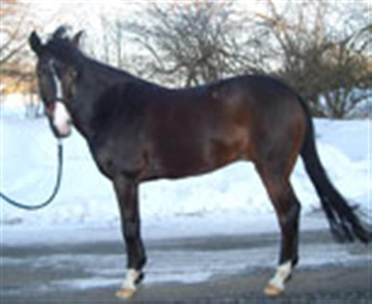 New Forest Dona - taget af hendes tidligere ejer.  billede 5