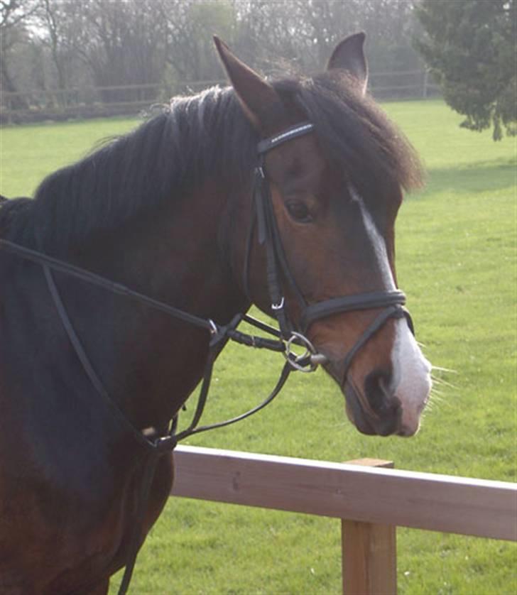 New Forest Dona - taget af tidligere ejer. billede 6