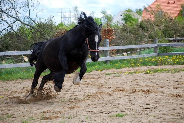 Anden særlig race Pippi - Pippi i fuld firspring på banen d. 29/5/10 over 10 måneder henne. billede 12