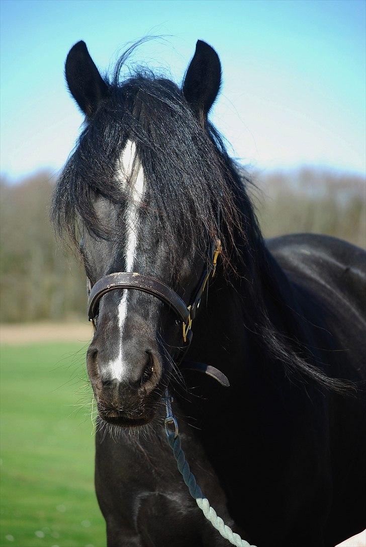 Anden særlig race Pippi - Flot hest :-)) billede 13