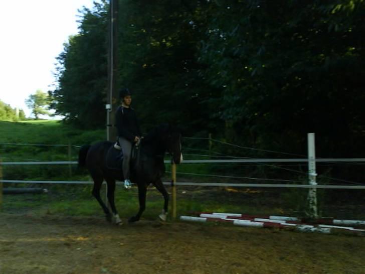 New Forest Dona - som vi træner her hjemme.  billede 7