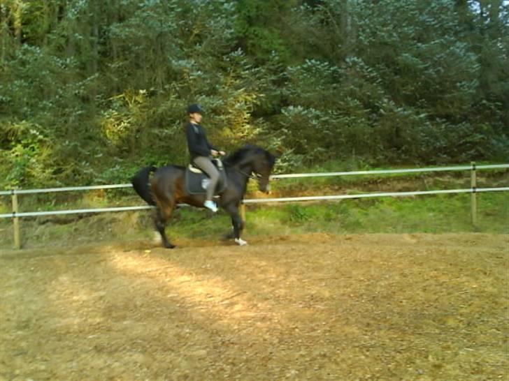 New Forest Dona - almindelig træning. ved godt jeg har strømpe fødder, men kunne ikke ride med mine gummistøvler :´) billede 8