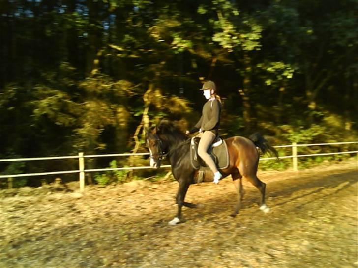 New Forest Dona - lidt sløret. :) billede 9