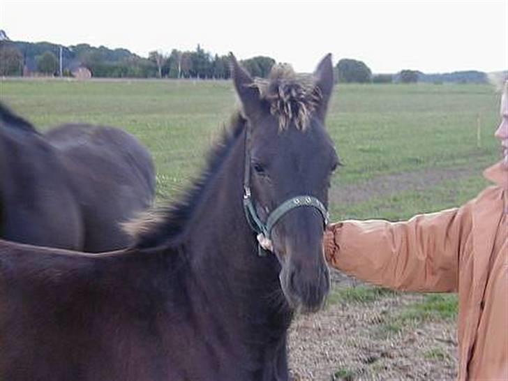 Frieser Hambrugs Othello - <3 billede 4